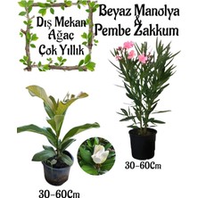 Serada Decor Plant Manolya Ağacı 1 Adet Saksılı+Pembe Zakkum1 Adet Saksılı Bahçe Seti