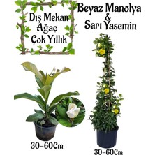 Serada Decor Plant Kokulu Manolya Ağacı 1 Adet Saksılı+Sarı Yasemin 1 Adet Saksılı Bahçe Seti