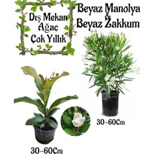 Serada Decor Plant Manolya Ağacı 1 Adet Saksılı+Beyaz Zakkum1 Adet Saksılı Bahçe Seti(Nerium Oleander )