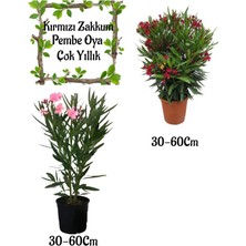 Serada Decor Plant Pembe Zakkum Çiçeği 1 Adet+Kırmızı Zakkum 1 Adet Saksılı Bahçe Seti