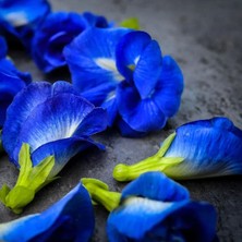 Morlalem Mini Fide, Mavi Kelebek Sarmaşığı Çiçeği Fidesi, Mavi Çay, Clitoria Ternatea Tea Blue Butterfly