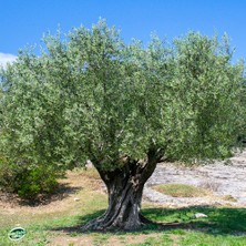 Sizin Bahçe Çiftliği Zeytin Yaprağı 50 gr.