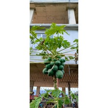 Aydoğdu Tüplü Iri Meyveli Papaya Fidanı