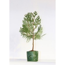 TNC Garden Groups Bonsai Thuja Orientalis Yeşil Saksıda 2 Adet