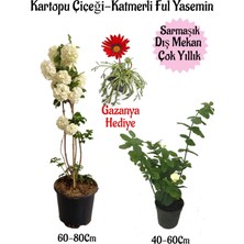 Bitkim Sende Kartopu Çiçeği 1 Adet+Katmerli Ful Yasemin1 Adet+Kırmızı Gazanya Hediyeli Saksılı Bahçe Seti