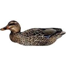 Nra Fud Mallard Ducks Ördek Mühre-(3 Erkek-3 Dişi)