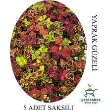 Garden Box Rengarenk Yaprak Güzeli  5 Adet Saksılı/tüplü 10-15CM Iç-Dış Mekan Çiçeği