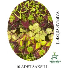 Garden Box Rengarenk Yaprak Güzeli 10 Adet Saksılı/tüplü 10-15CM Iç-Dış Mekan Çiçeği