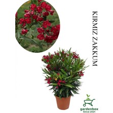 Garden Box Kırmızı Renk Zakkum Fidanı 1 Adet Saksılı/tüplü 40-60CM Bahçe Bitkisi