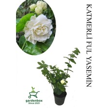 Garden Box Mis Kokulu Katlı Ful Yasemin Çiçeği 1 Adet Saksılı 30-60CM Bahçe Bitkisi