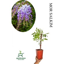 Garden Box Sarmaşık Kokulu Mor Salkım Ağacı Fidanı 1 Adet Saksılı/tüplü 30-50CM