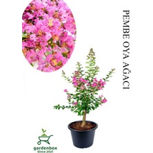 Garden Box Pembe Oya Ağacı Fidanı 1 Adet Saksılı 30-60CM Çiçekli Ağaç