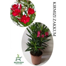Garden Box Kırmızı Renk Zakkum Çiçeği Fidanı 1ADET Saksılı 30-60CM Yaz Bitkisi