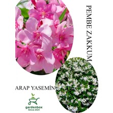 Garden Box Pembe Zakkum Fidanı 1ADET Saksılı 30-60CM- Arap Yasemin Çiçeği 1 Adet 30-50CM