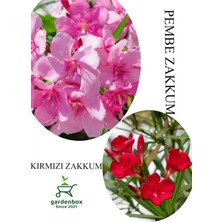 Garden Box Pembe Zakkum Fidanı 1ADET Saksılı 30-60CM-KIRMIZI Zakkum 1 Adet 30-60CM