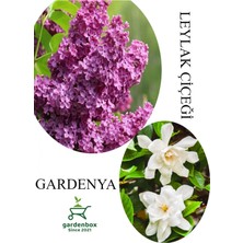 Garden Box Leylak Çiçeği Fidanı 1 Adet Saksılı 30-60CM+KOKULU Gardenya Çiçeği 20-40CM