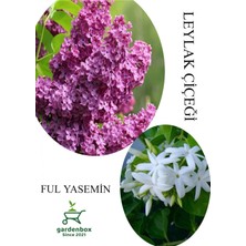 Garden Box Kokulu Leylak Çiçeği 1 Adet Saksılı 30-60CM+FUL Yasemin Çiçeği 30-60CM