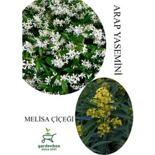 Garden Box Arap Yasemini Çiçeği 1ADET Saksılı 30-50CM+LEYLAK Çiçeği 30-60CM Kokulu Bahçe Seti