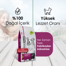 Dog Plus Düşük Tahıllı Hipoalerjenik Kuzu Etli Yüksek Enerjili Yetişkin Köpek Maması 15 Kg + Kuzu Etli + DanaEtli Ödül