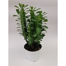 Doğa Garden Euphorbia Trigona Yeşil