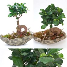 Doğa Garden Dekoratif Kayık Saksıda Ficus Ginseng Bonsai