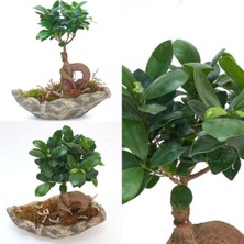 Doğa Garden Dekoratif Kayık Saksıda Ficus Ginseng Bonsai