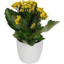 Doğa Garden Kalanchoe Sarı Renkli Kalanşo Seramik Saksıda