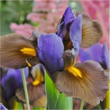 Doğa Garden Golden Beauty Iris Süsen Soğanı - 10 Adet