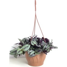 Doğa Garden Tradescantia Zebrina ( Telgraf Çiçeği )