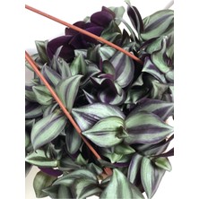 Doğa Garden Tradescantia Zebrina ( Telgraf Çiçeği )