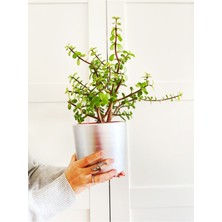 Doğa Garden Portulacaria Afra / Para Ağacı Toprak Saksı