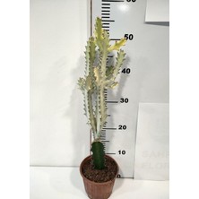 Doğa Garden Euphorbia Lactea White Ghost Özel Tür Aşılı Kaktüs - Uzunluk 56 cm