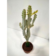 Doğa Garden Euphorbia Lactea White Ghost Özel Tür Aşılı Kaktüs - Uzunluk 56 cm