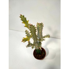 Doğa Garden Euphorbia Lactea White Ghost Özel Tür Aşılı Kaktüs - Uzunluk 56 cm