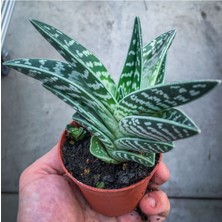 Doğa Garden Aloe Variegata (8.5 cm Saksıda) - Nadir Tür Sıra Dışı Kaktüs Sukulent ve Bitkiler