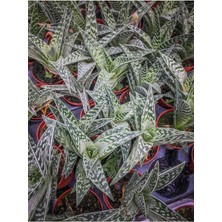 Doğa Garden Aloe Variegata (8.5 cm Saksıda) - Nadir Tür Sıra Dışı Kaktüs Sukulent ve Bitkiler