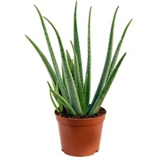 Doğa Garden Parmia Garden Aloe Vera Bitkisi 3'lü Ekonomik Paket