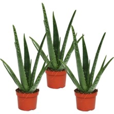 Doğa Garden Parmia Garden Aloe Vera Bitkisi 3'lü Ekonomik Paket