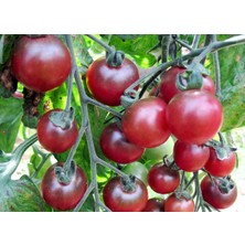 İthal Tohum Cherry Rosella Domates Tohumu - 15 Adet