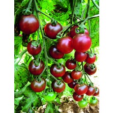 İthal Tohum Cherry Rosella Domates Tohumu - 15 Adet