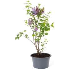 Garden Box Leylak Ağacı Fidanı 1 Adet Saksılı / Tüplü 30-60 cm Dış Mekan Bitkisi