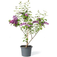 Garden Box Harika Kokulu Leylak Çiçeği Fidanı 1 Adet Saklsılı (40-60 cm) Bahçe Çiçeği