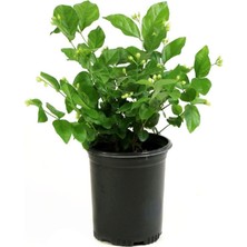 Garden Box Yoğun Kokulu Ful Yasemin Çiçeği 1 Adet Saksılı 30-50 cm Dış Mekan Sarmaşık Bitki