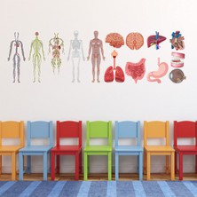 Jeronkarji Insan Anatomisi Biyoloji Tıp Dekoratif Duvar Çıkartma Seti Mutfak Ofis Yatak Odası