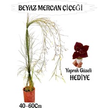 Serada Decor Plant Beyaz Mercan Çiçeği 1 Adet Sakıslı+Bordo Yaprak Güzeli Hediye Bahçe Teras Bitkisi