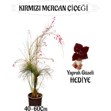 Serada Decor Plant Kırmızı Mercan Çiçeği 1 Adet Sakıslı+Yaprak Güzeli Hediye Bahçe Teras Bitkisi