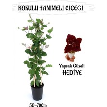 Serada Decor Plant Mis Kokulu Hanımeli Çiçeği 1 Adet+Bordo Yaprak Güzeli Hediye Peyzaj Seti