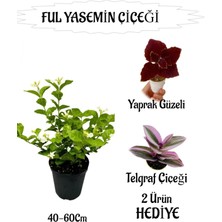 Serada Decor Plant Mis Kokulu Ful Yasemin 1 Adet+Küstüm Çiçeği-Yaprak Güzeli Hediyeli
