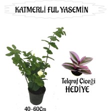 Serada Decor Plant Mis Kokulu Katmerli Ful Yasemin 1 Adet+Telgraf Çiçeği Hediyeli
