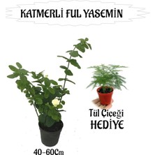 Serada Decor Plant Mis Kokulu Katmerli Ful Yasemin 1 Adet+Tül Kuşkonmaz Çiçeği Hediyeli